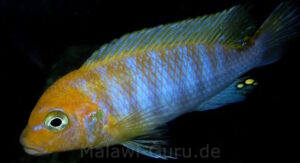 Metriaclima hajomaylandi